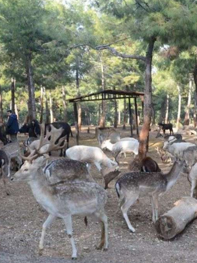 Gaziantep Doğal Yaşam Parkına 4 Milyon Ziyaret