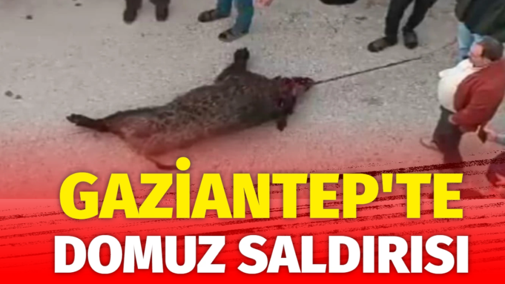 Gaziantep Arıl Mahallesinde Domuz Saldırısı