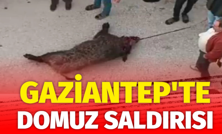 Gaziantep Arıl Mahallesinde Domuz Saldırısı