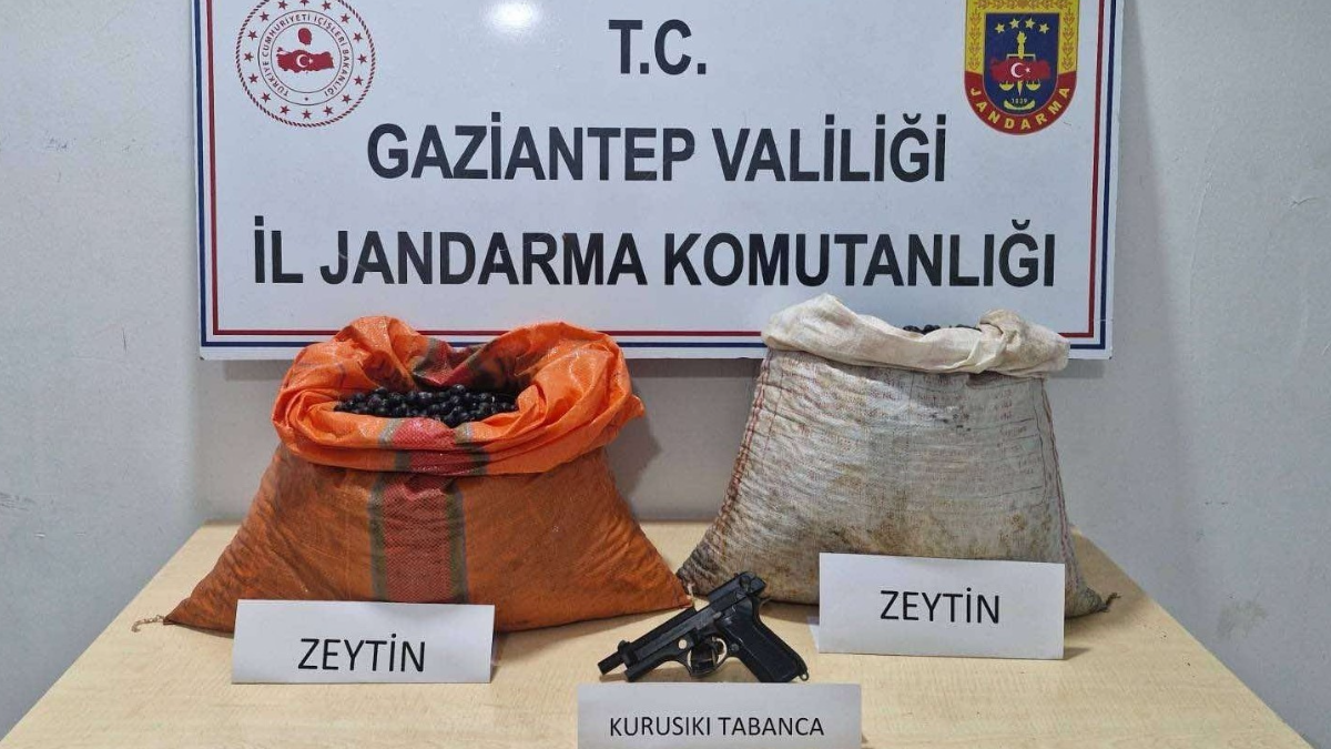 Gaziantep te Zeytin Hırsızları Suçüstü Yakalandı