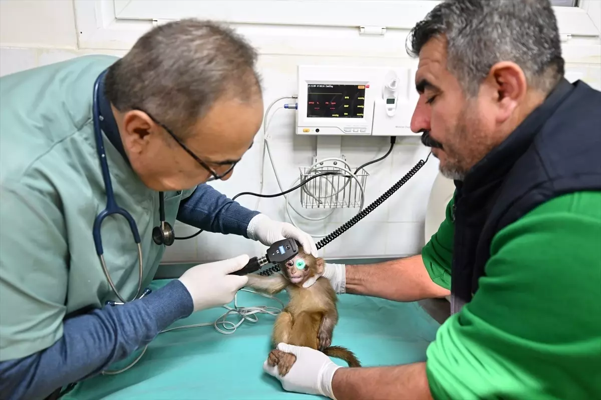 Gaziantep'te Kaçak Maymunlar Yeni Yuvalarına Yerleştirildi