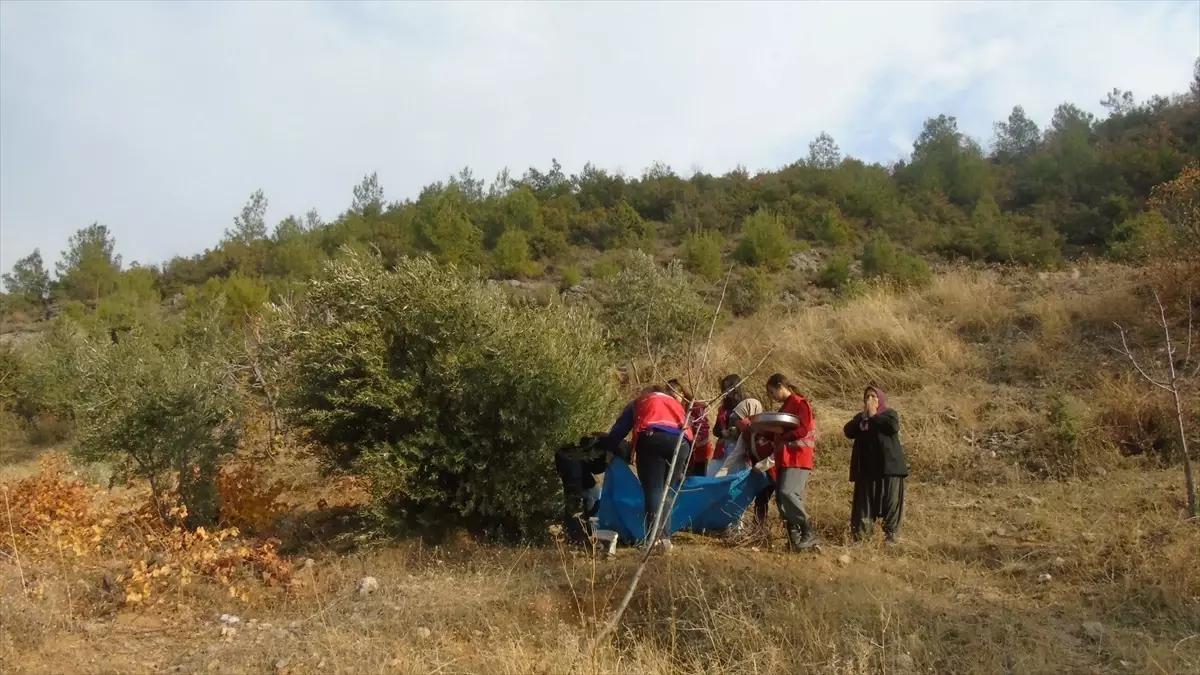 Kızılay'dan Depremzede Çiftçiye Zeytin Hasadı Desteği