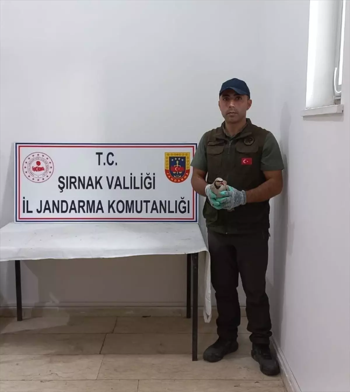 Silopi'de Kınalı Keklik Ticareti Yasaklandı