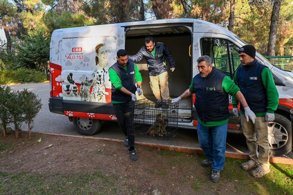 Yasa Dışı Yolda Yakalanan 3 Maymun Yavrusunun Yeni Yuvası