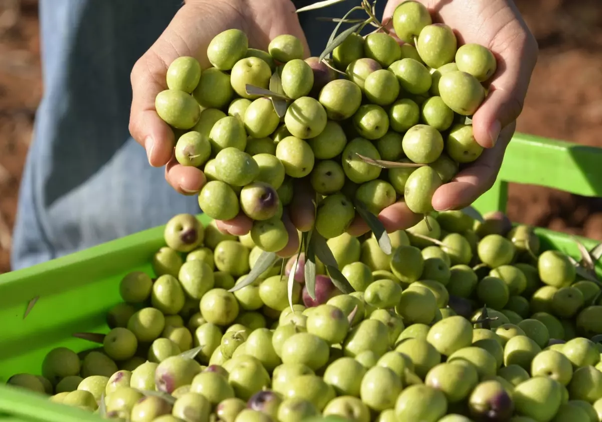 Türkiye'de 2024 Zeytin ve Zeytinyağı Üretim Rekoru