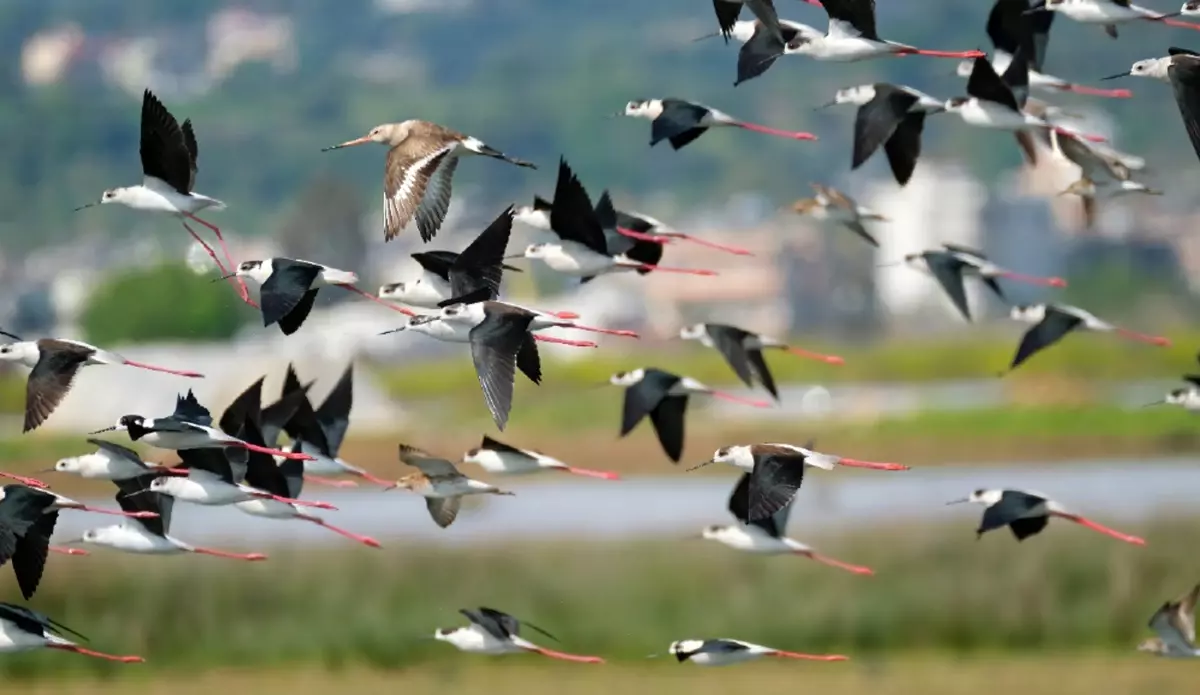 Türkiye'de Kuş Türleri ve eBird Verileri