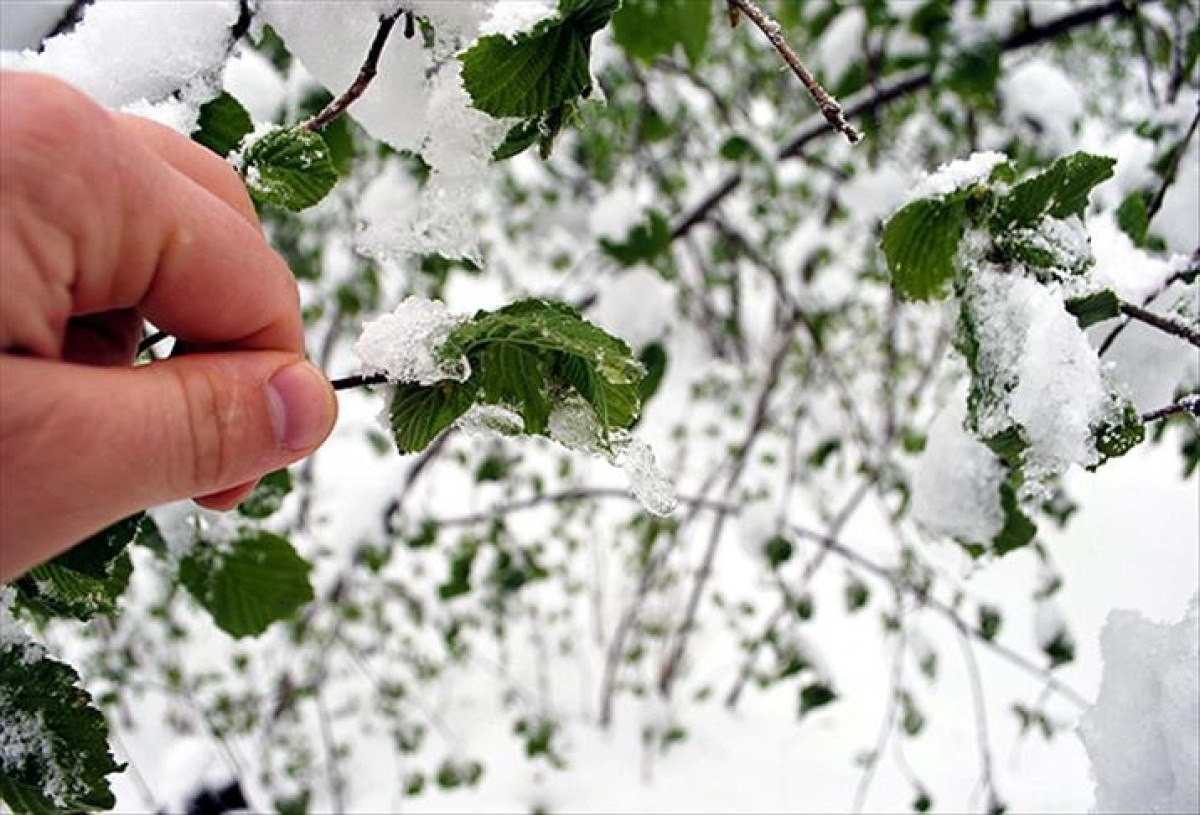 Meteorolojiden Doğu Akdeniz için Zirai Don Uyarısı