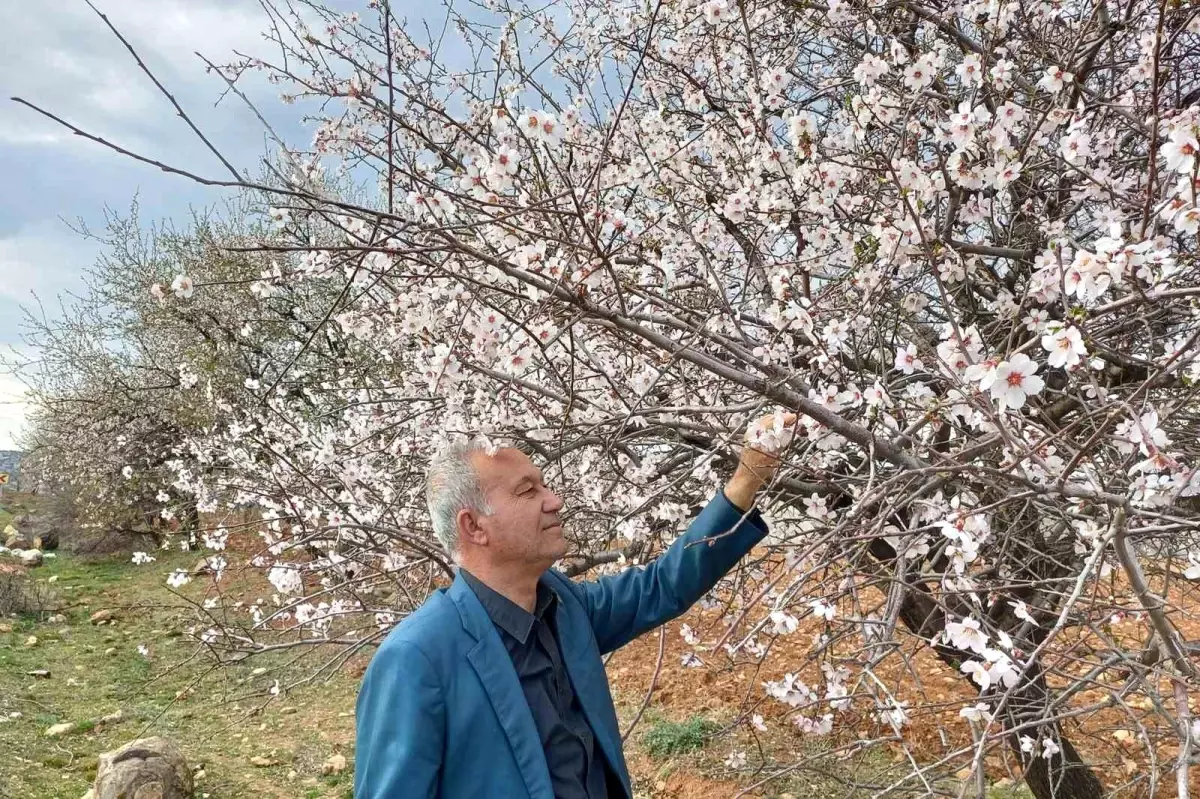 Araban'da Bahar Coşkusu ve Çiçeklenen Ağaçlar