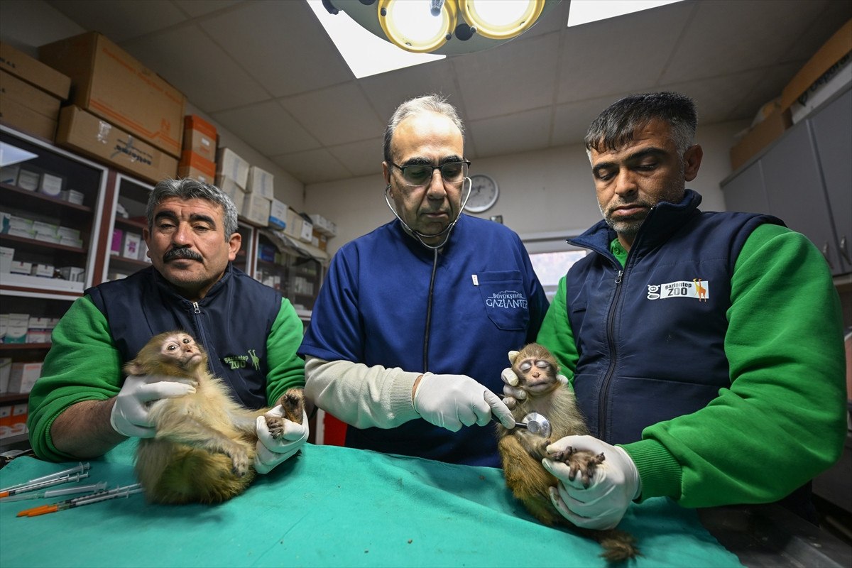 Şırnak'ta Ele Geçirilen Maymunlar Gaziantep'te Koruma Altına Alındı