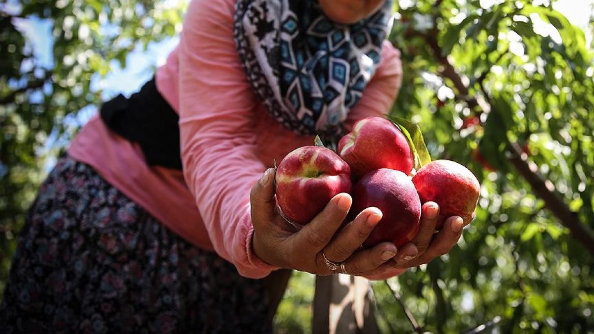 Türkiye'nin AB Coğrafi İşaret Tescilli Ürünleri Artıyor