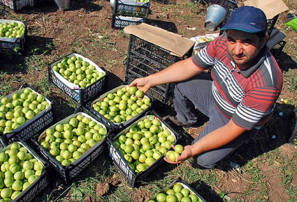 Türkiye'nin AB Coğrafi İşaret Tescilli Ürünleri Artıyor