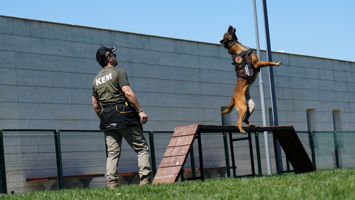 Ankara'da sınırların gizli kahramanı hassas burun köpekler böyle eğitiliyor