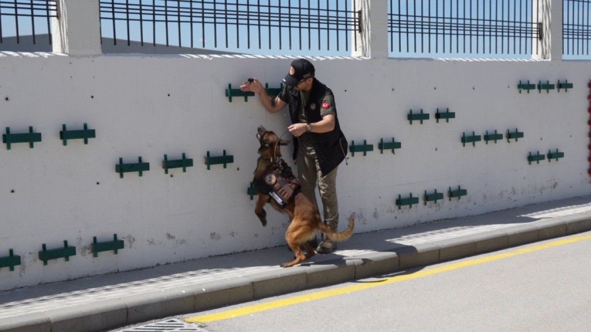 Ankara'da sınırların gizli kahramanı hassas burun köpekler böyle eğitiliyor