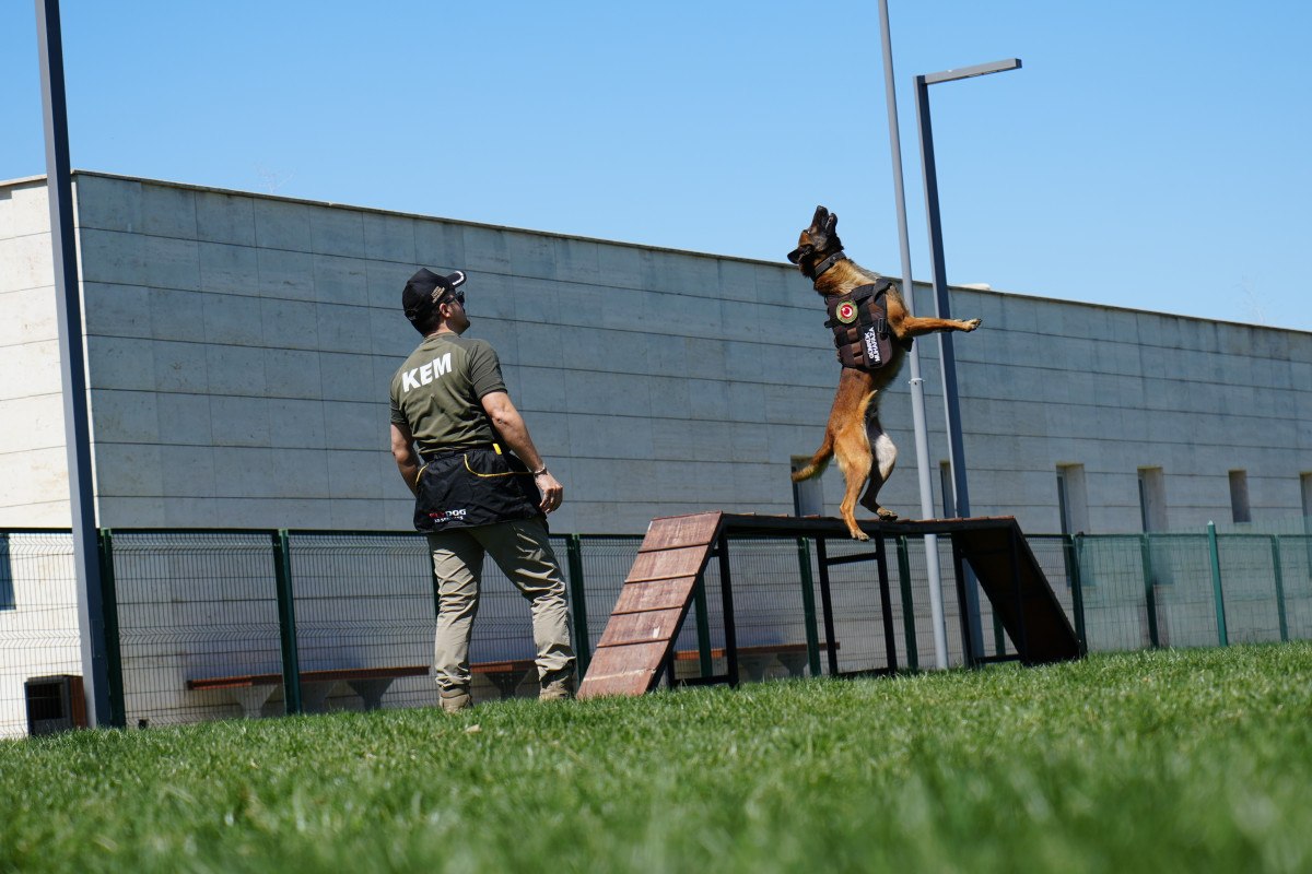 Ankara'da sınırların gizli kahramanı hassas burun köpekler böyle eğitiliyor