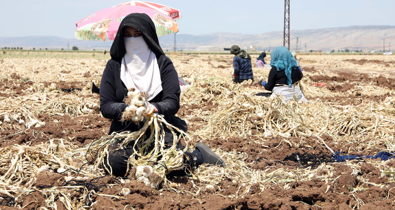 10 bin işçi birden hasadına başladı: Tarlada 55 markette 200 liradan satılıyor