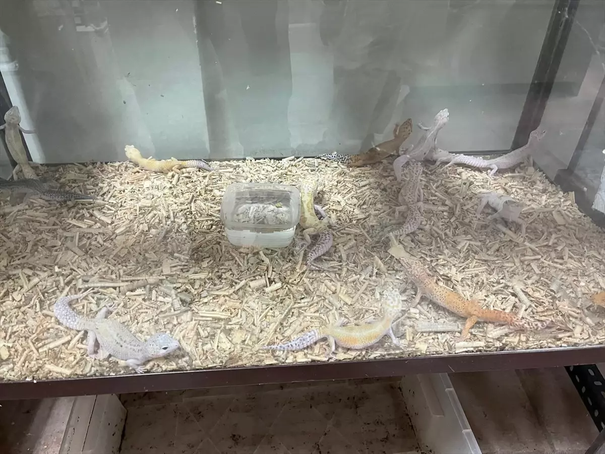 Bursa'da Yasa Dışı Egzotik Hayvanlara Operasyon