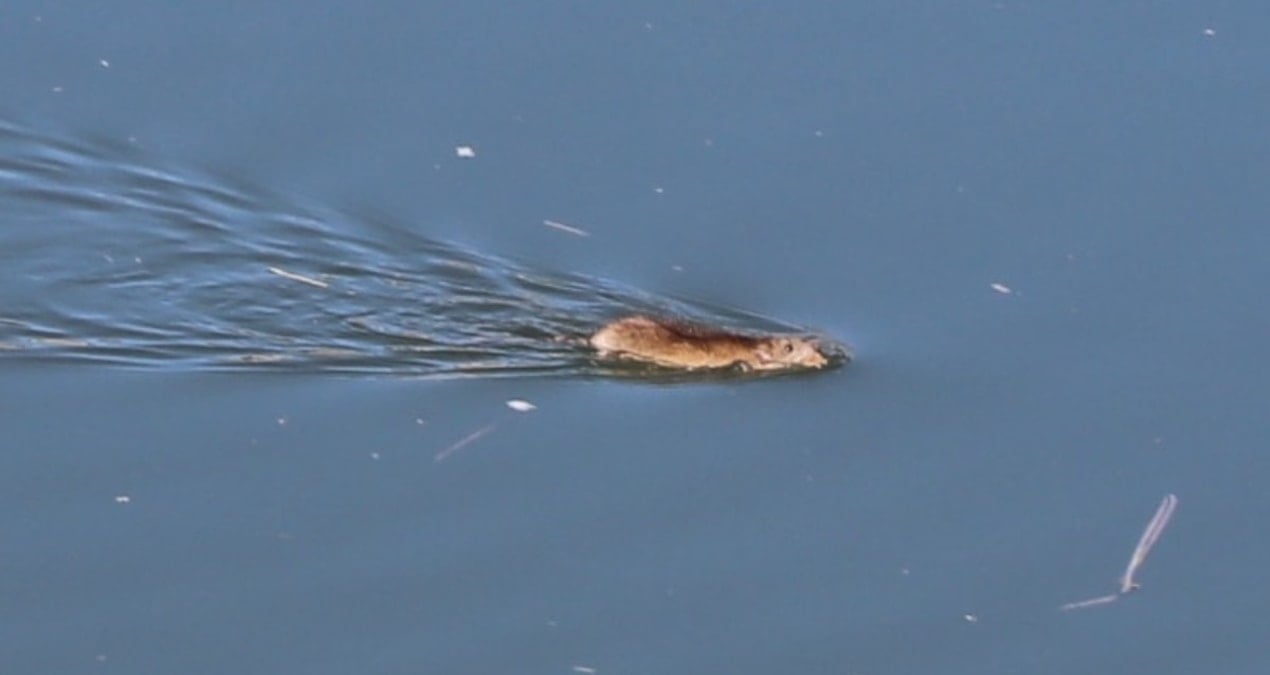 Çin'den Türkiye'ye göç etmişti... Bilim insanları incelemek için Diyarbakır'a gitti