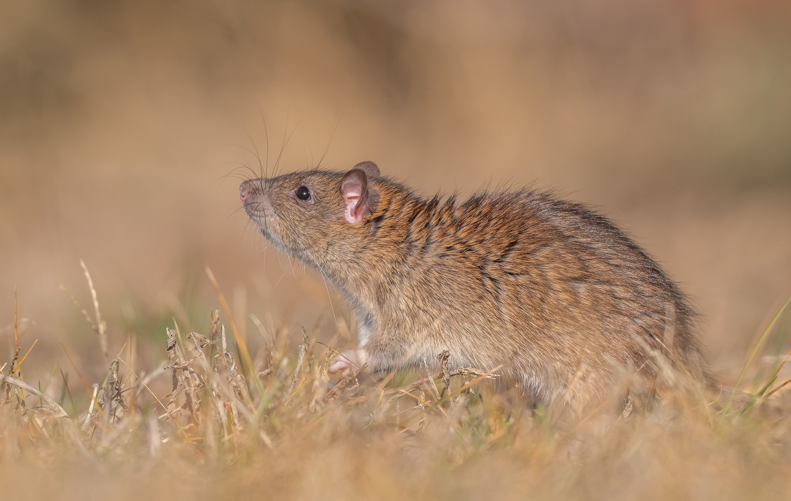 Çin'den Türkiye'ye göç etmişti... Bilim insanları incelemek için Diyarbakır'a gitti