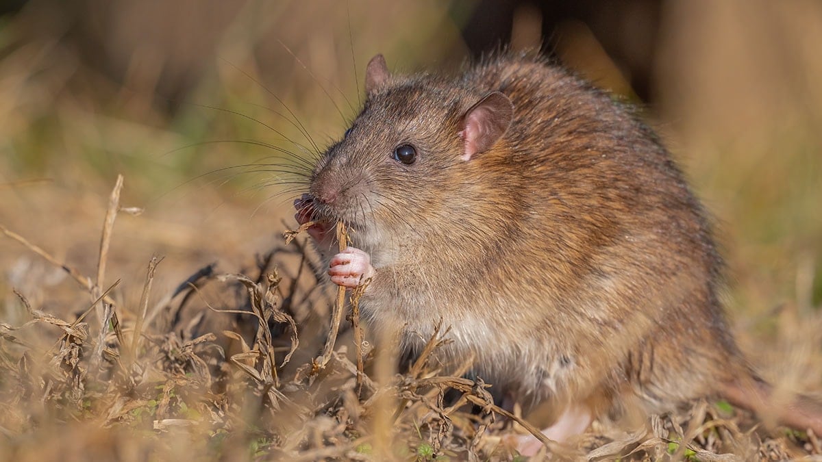 Çin'den Türkiye'ye göç etmişti... Bilim insanları incelemek için Diyarbakır'a gitti