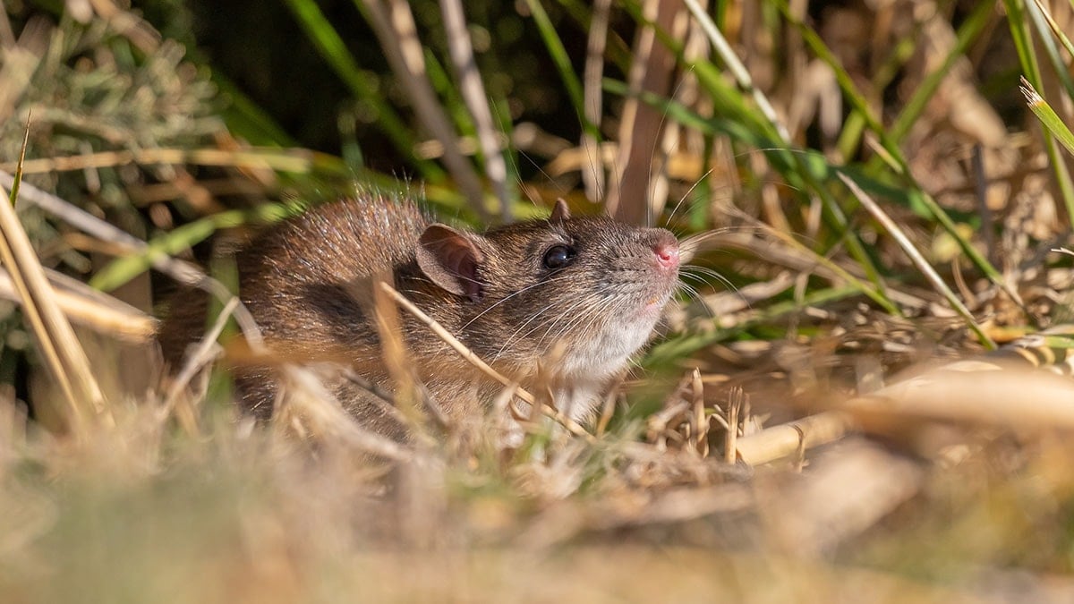 Çin'den Türkiye'ye göç etmişti... Bilim insanları incelemek için Diyarbakır'a gitti