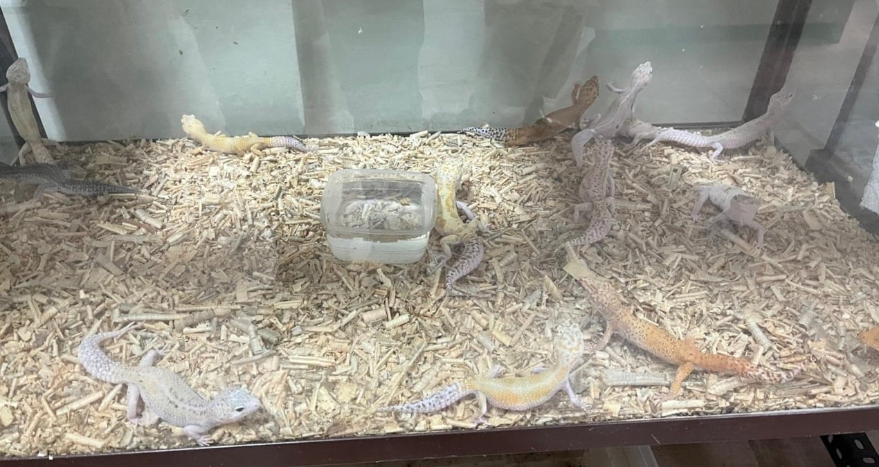 Evinde egzotik hayvan besleyen kişiye 472 bin TL ceza