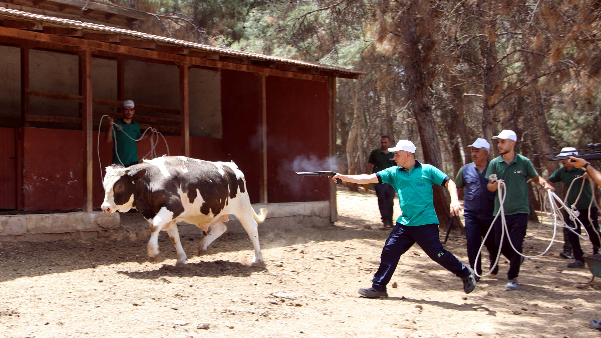 Gaziantep'te 'kurban yakalama timi' bayrama hazır