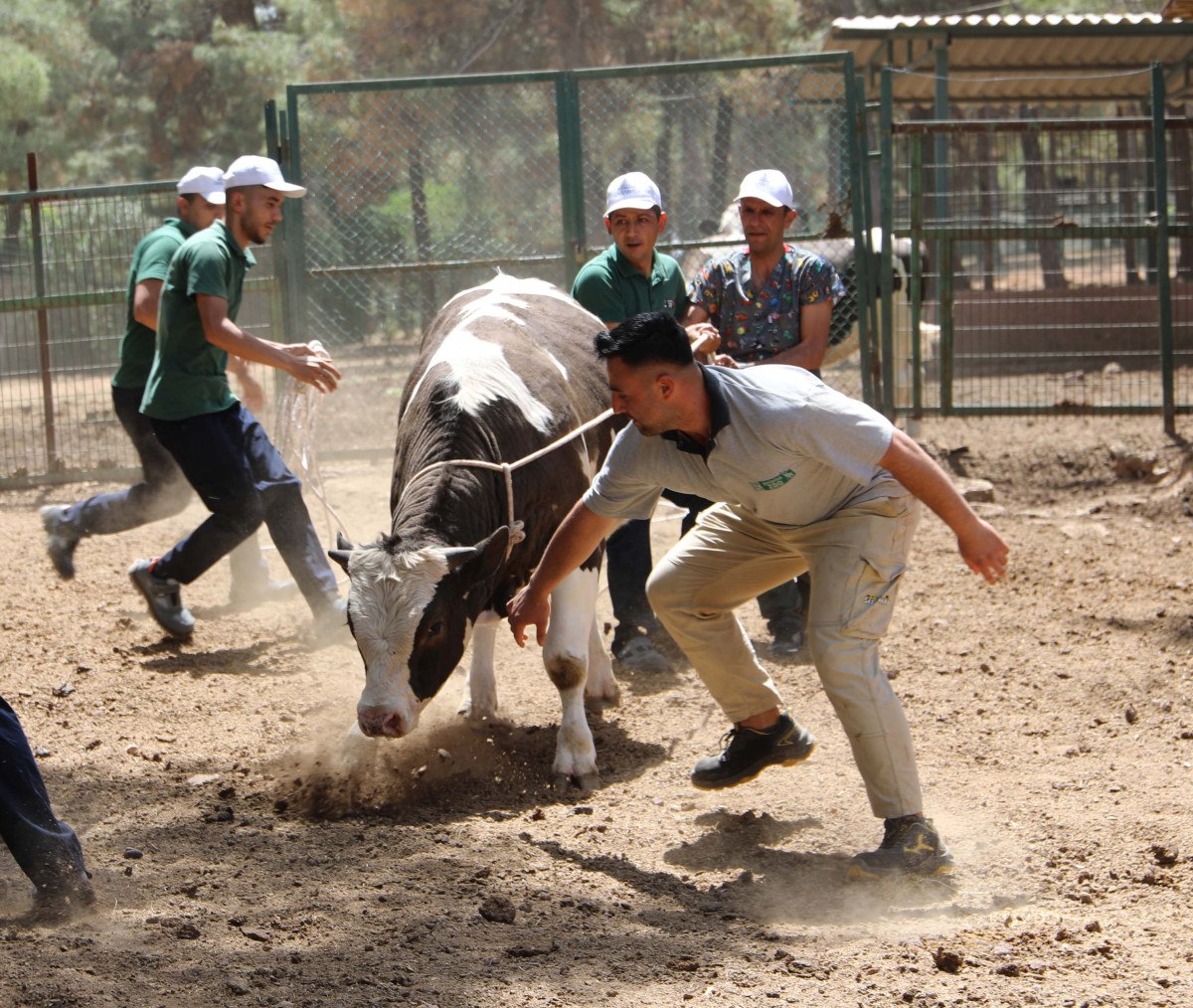 Her Yıl Olduğu Gibi Bu Sene Yine Tım Hazır