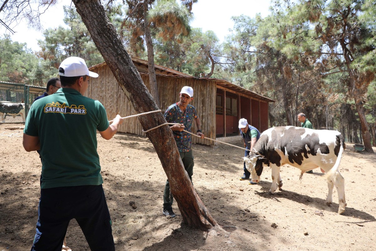 Gaziantep'te 'kurban yakalama timi' bayrama hazır
