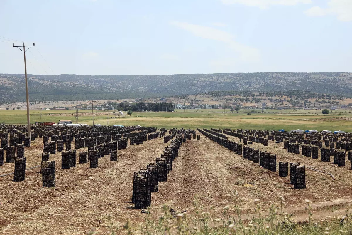 Gaziantep'te Sarımsak Hasadı Başladı