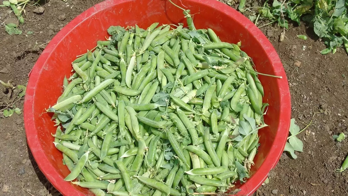 İslahiye'de Bezelye Hasadı Başladı