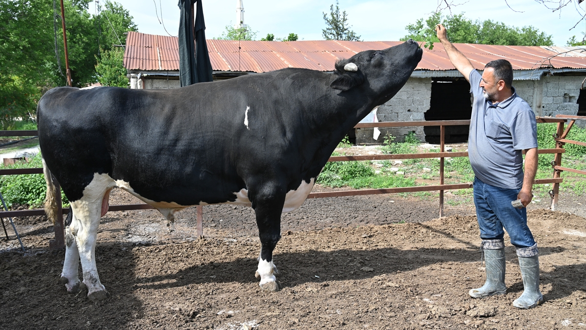 Pazarlıklar başladı: İşte il il ortalama kurbanlık fiyatları