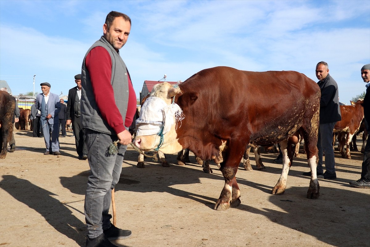 Pazarlıklar başladı: İşte il il ortalama kurbanlık fiyatları