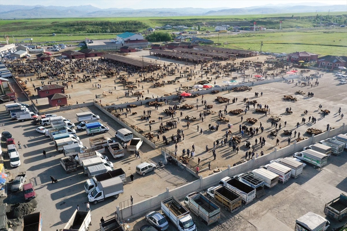 Pazarlıklar başladı: İşte il il ortalama kurbanlık fiyatları