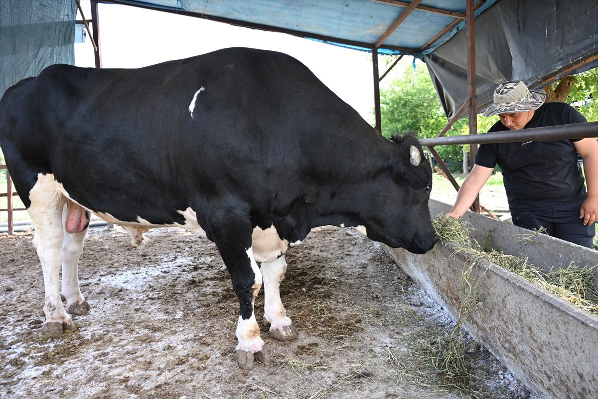 Pazarlıklar başladı: İşte il il ortalama kurbanlık fiyatları