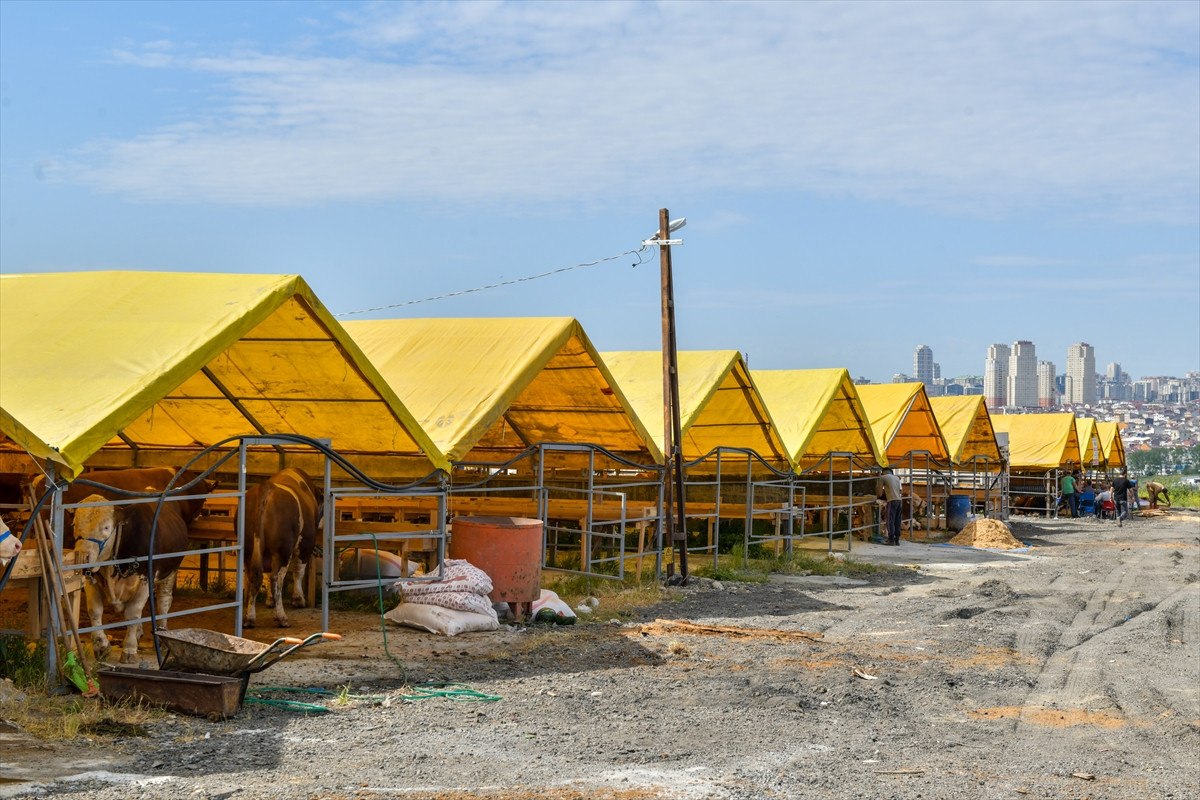 Pazarlıklar başladı: İşte il il ortalama kurbanlık fiyatları