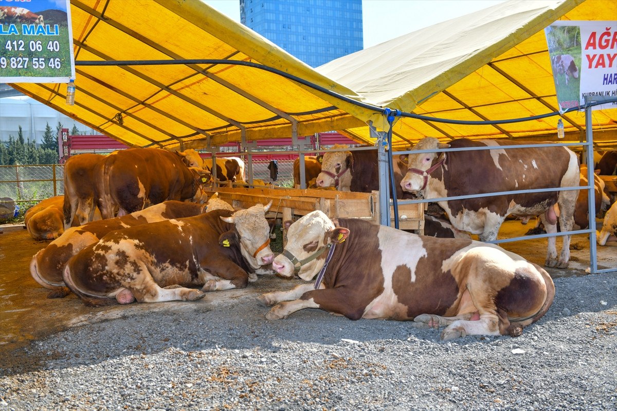 Pazarlıklar başladı: İşte il il ortalama kurbanlık fiyatları