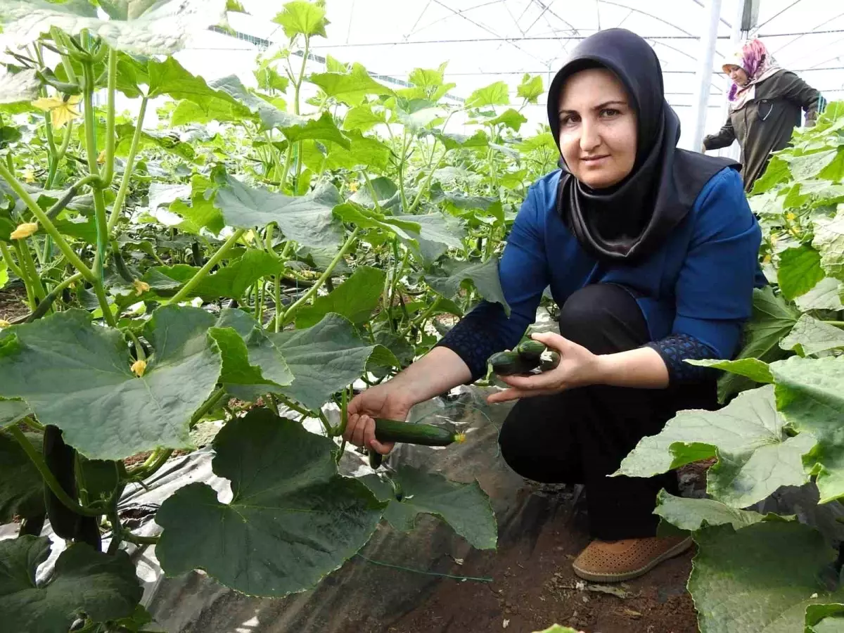Yavuzeli'nde Kadınlar Seracılıkta Başarıya Koşuyor