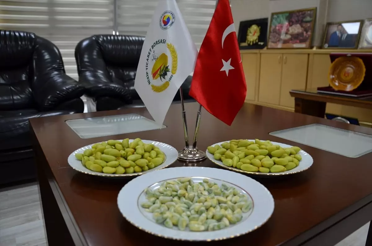 2025'in İlk Boz Antep Fıstığı Nizip'e Geldi