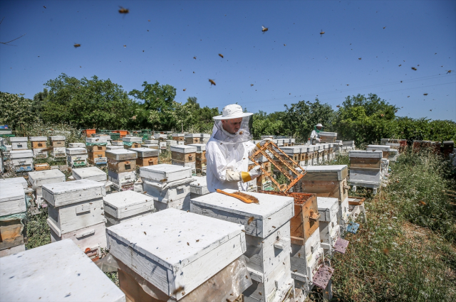 4 arkadaş eşleriyle ürettikleri arı sütünü kilosu 45 bin liradan satıyor