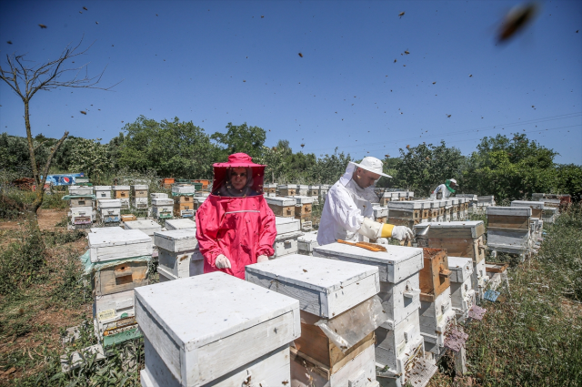 4 arkadaş eşleriyle ürettikleri arı sütünü kilosu 45 bin liradan satıyor