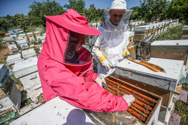 4 arkadaş eşleriyle ürettikleri arı sütünü kilosu 45 bin liradan satıyor