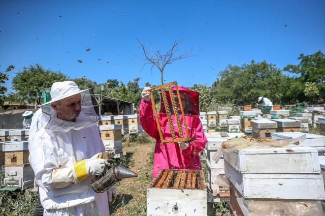 4 arkadaş eşleriyle ürettikleri arı sütünü kilosu 45 bin liradan satıyor