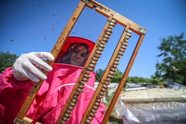 4 arkadaş eşleriyle ürettikleri arı sütünü kilosu 45 bin liradan satıyor