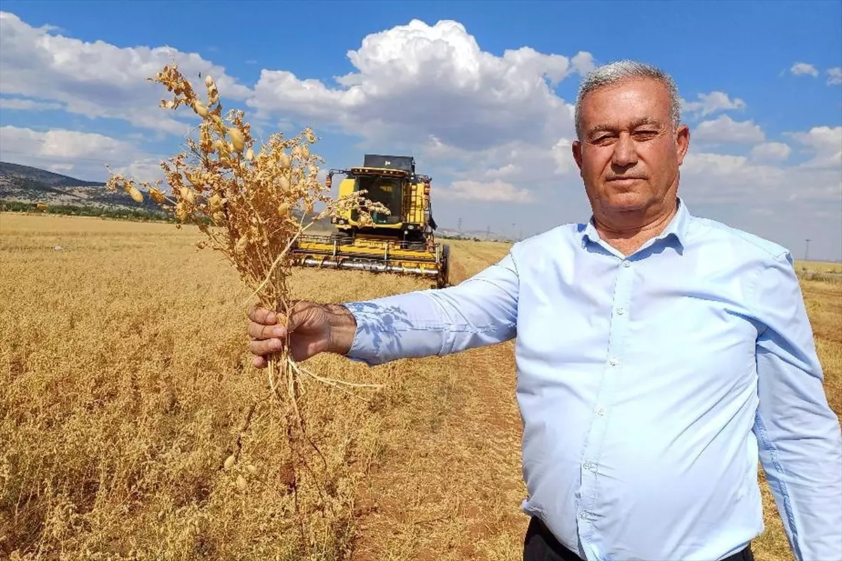 Araban'da Nohut Hasadı Başladı