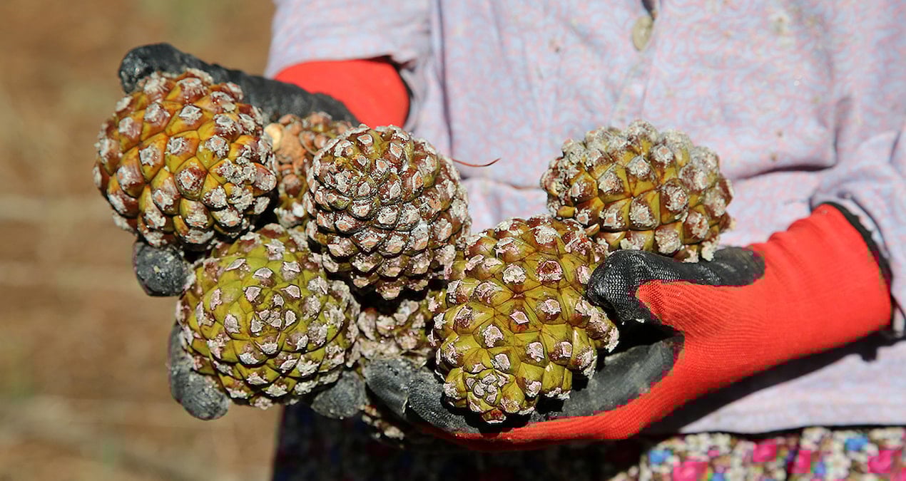 Aydın çam fıstığına AB'den coğrafi işaret tescili
