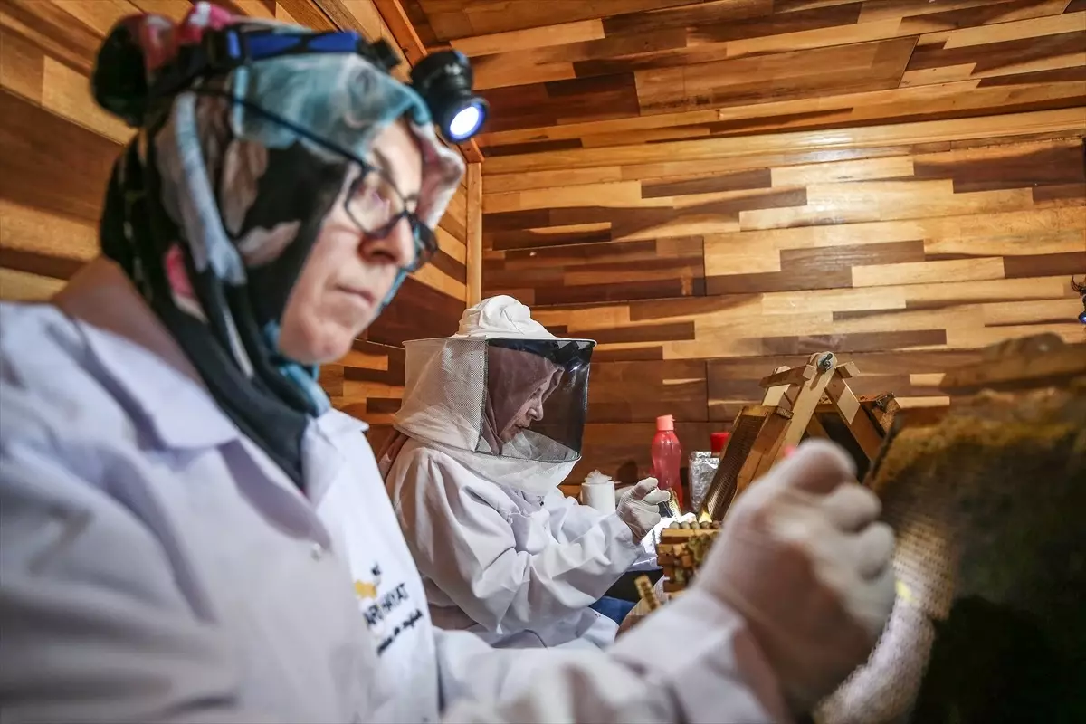 Doğada Arı Sütü Üretiyorlar