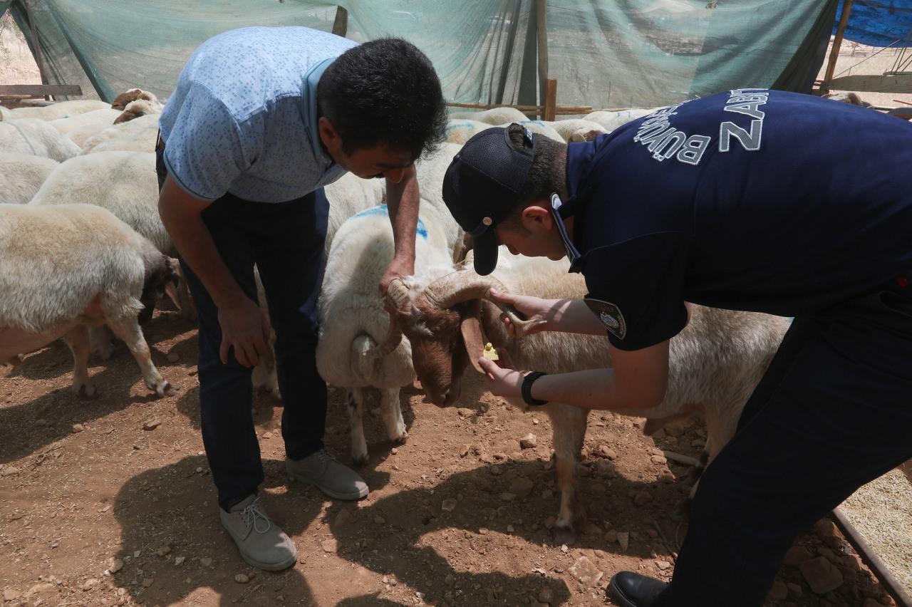 Kurban Atıkları, Belirlenen Döküm Alanlarına Taşınacak