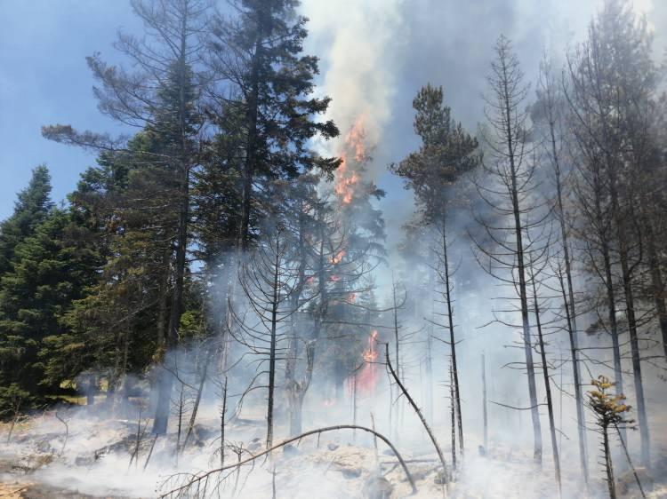 Gaziantep Büyükşehir'den Nurdağı'nda çıkan orman yangınına müdahale