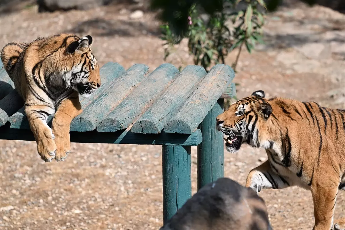 Gaziantep Doğal Yaşam Parkı'na Yoğun İlgi