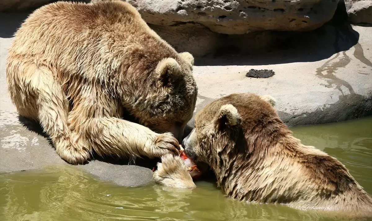 Gaziantep Hayvanat Bahçesi Sakinlerine Yaz Serinliği